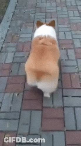 Corgi Walking Down Brick Sidewalk GIF