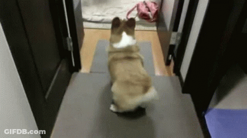 Corgi Walking Down Hallway GIF