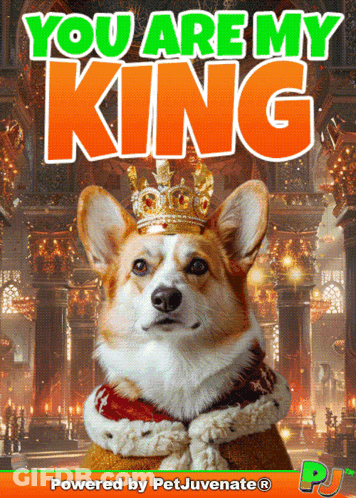 Corgi Wearing Crown Saying You Are My King GIF