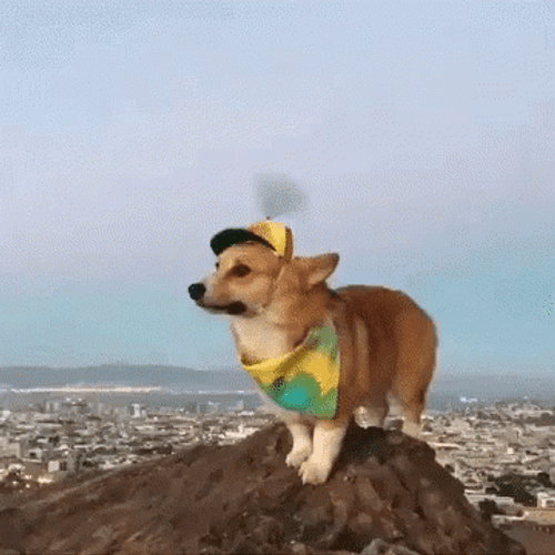 Corgi Windy Hat GIF