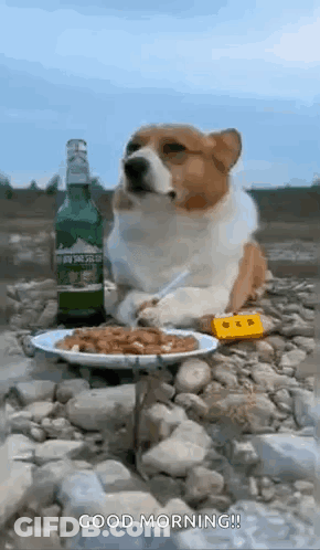 Corgi With Plate Of Food And Beer GIF