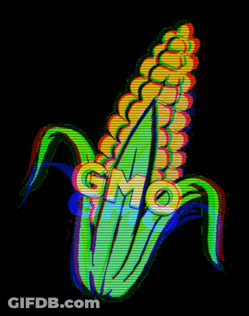 Corn Crop GMO GIF