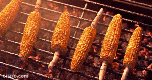 Corn On The Cob Is Cooking On A Grill With Wooden Handles GIF