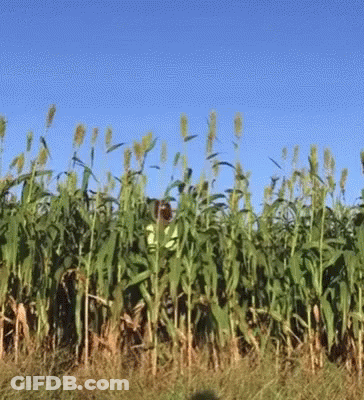 Cornfield Against Blue Sky GIF
