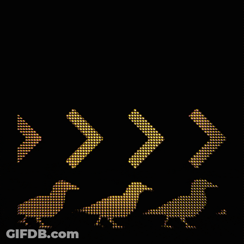 Corvid Crow Testing Sign GIF