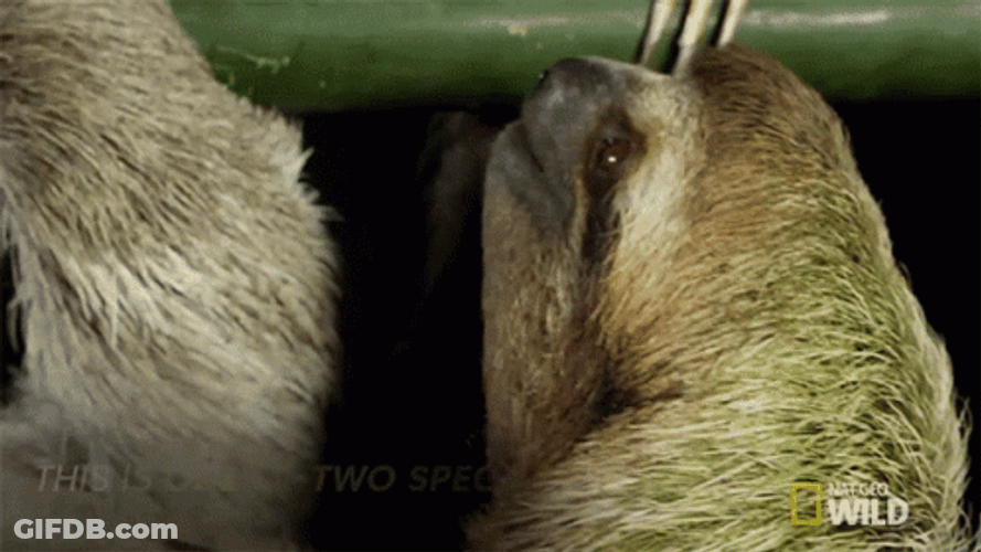 Costa Rica Sloth Mammal GIF