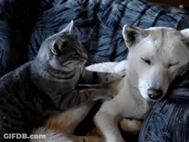 Couch Cat Massages Dog GIF