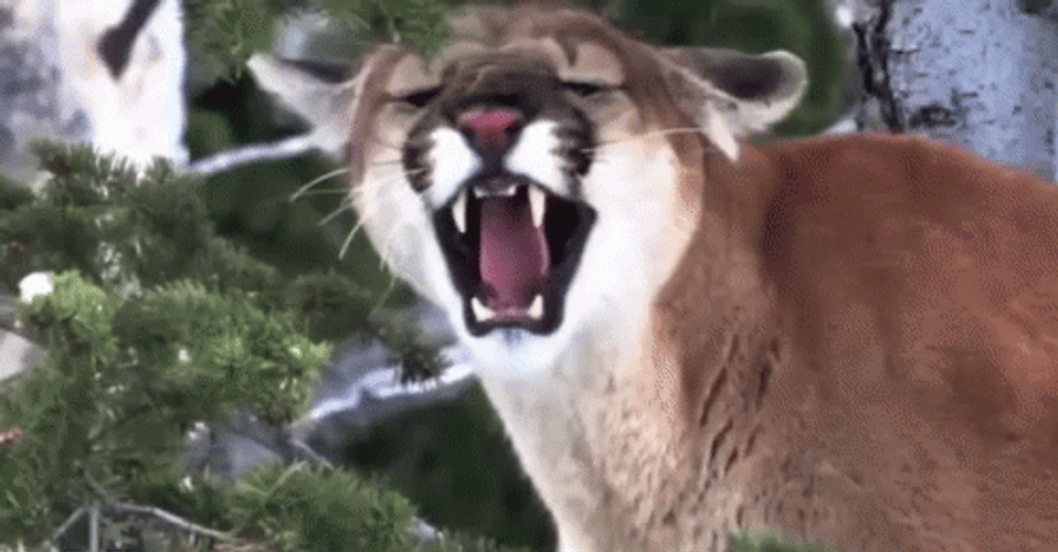 Cougar Roaring Snowy Winter GIF