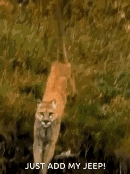 Cougar Running In Water Add My Jeep Meme GIF