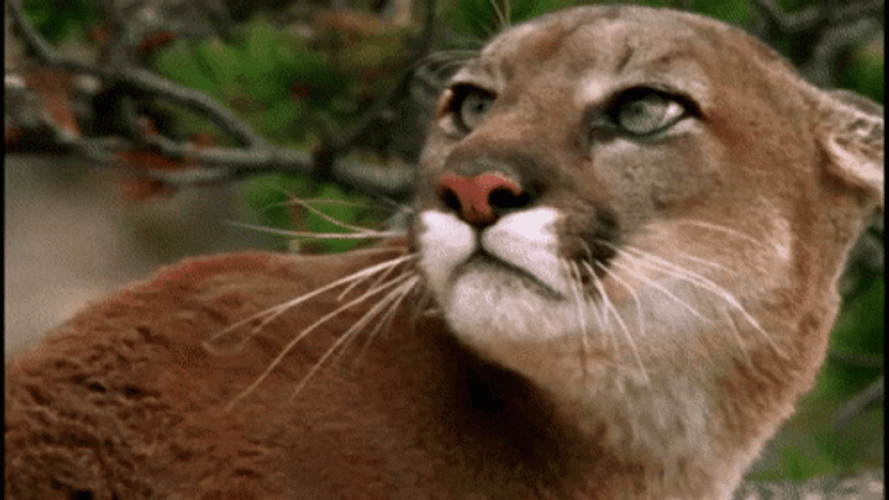 Cougar Wild Mountain Lion Scared GIF