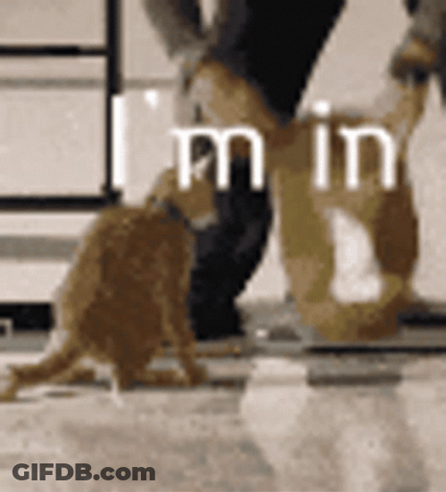 Count Me In Cat In Bag GIF