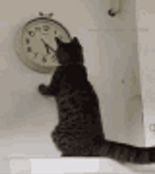 Countdown Clock Cute Chubby Cat Tail Wagging GIF