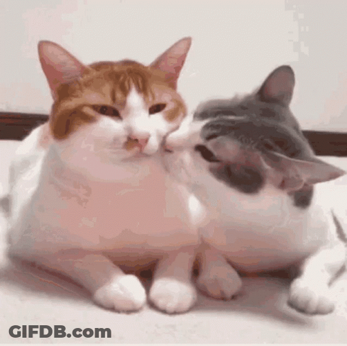 Couple Cat Kiss Lick GIF