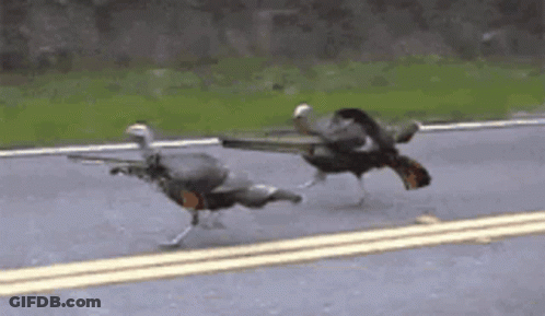 Couple Of Birds Walking Down Street GIF