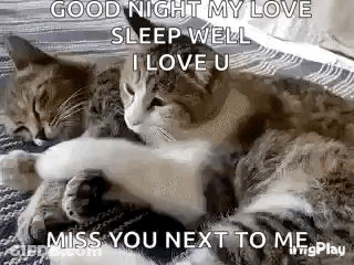 Couple Of Cats Laying On Top Of Each Other On Bed GIF