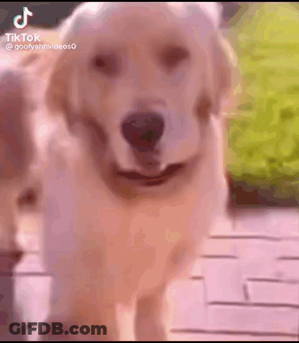 Couple Of Dogs Standing On Brick Sidewalk GIF