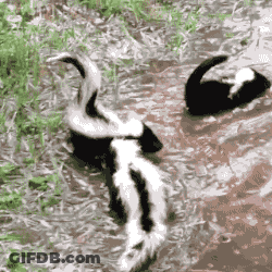 Couple Of Skunks Swimming In Puddle GIF