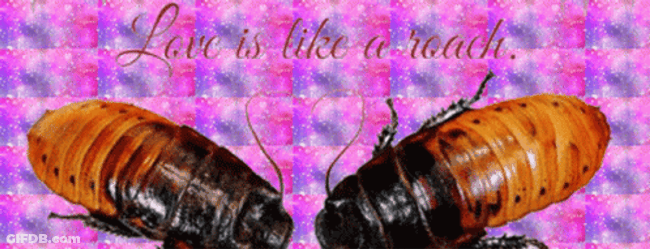 Couple Roach GIF