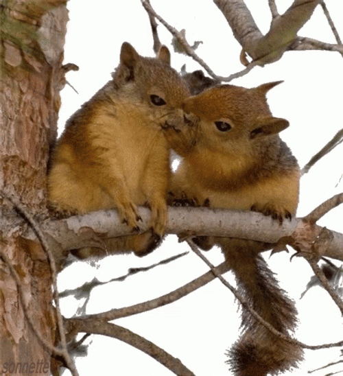 Couple Squirrel Kissing GIF
