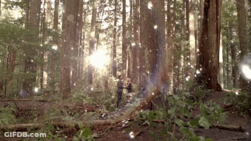Couple Standing In Forest Surrounded By Trees GIF