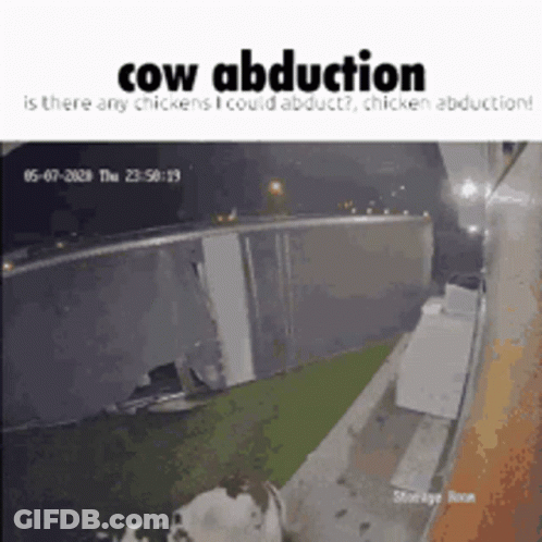 Cow Abducted By Chicken GIF