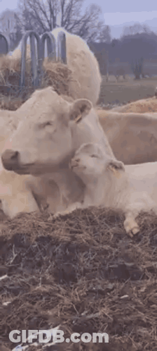 Cow And Calf Laying In Dirt GIF