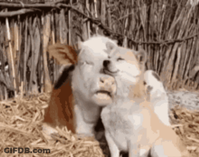 Cow And Dog Hug GIF