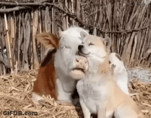 Cow And Dog Laying On Ground GIF