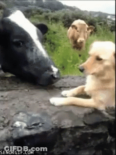 Cow And Dog Looking At Each Other GIF