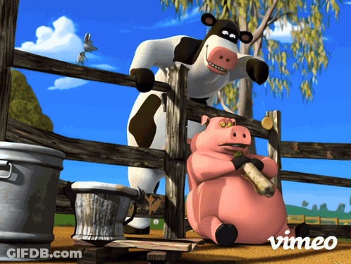 Cow And Pig Behind Fence Vimeo GIF