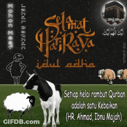 Cow And Sheep Setiap Helai Rambut Qurban GIF