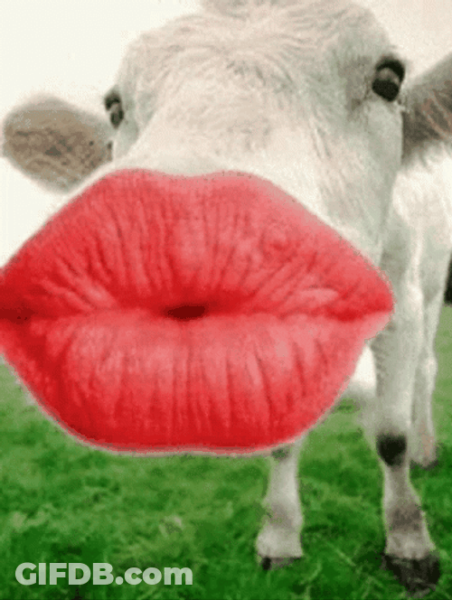 Cow Big Lips Kiss GIF