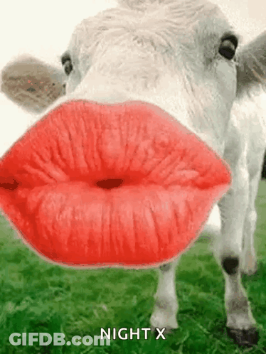 Cow Blowing Kiss With Red Lips GIF