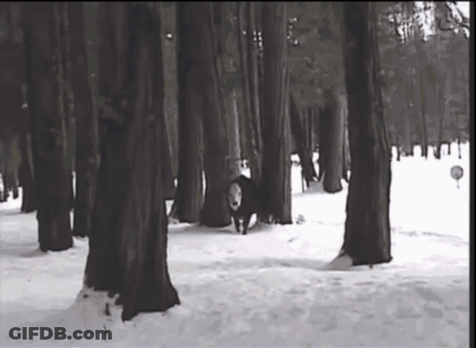 Cow Calf In Snow GIF