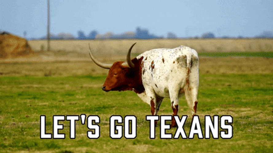 Cow Cheering Let's Go Texans GIF