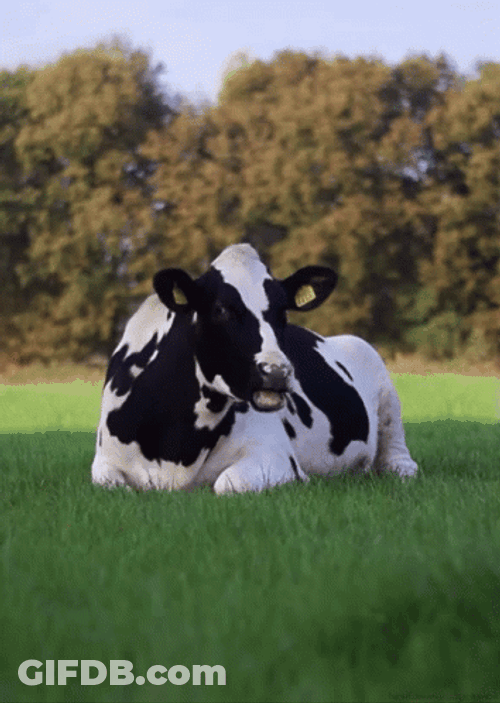 Cow Chewing Grass GIF