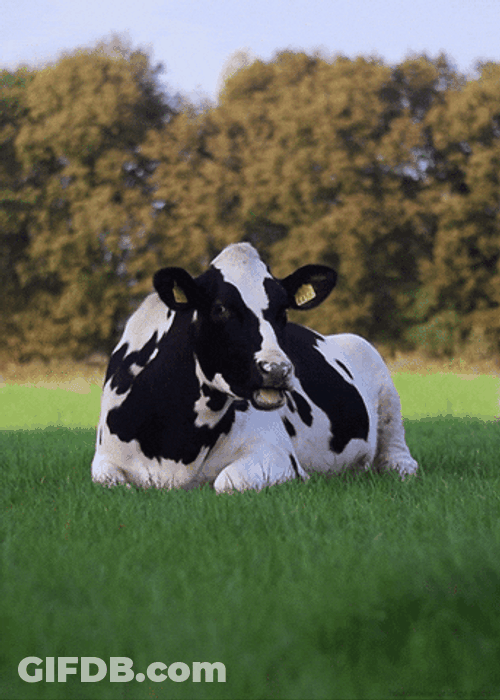 Cow Chilling GIF