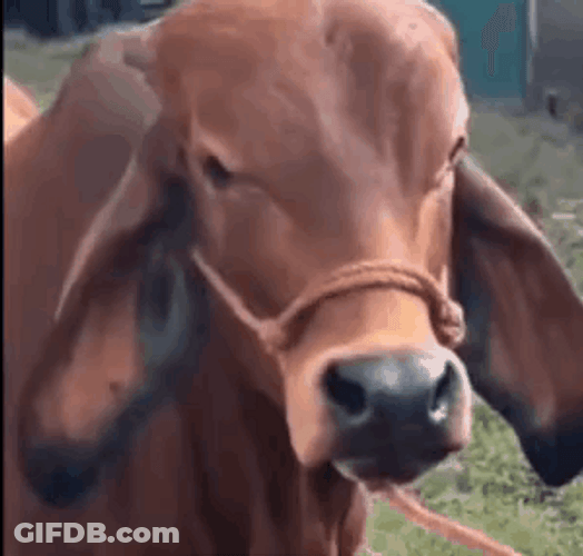 Cow Doing The Rock Eyebrow Meme GIF