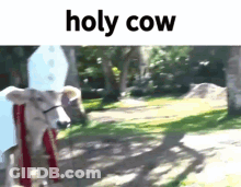 Cow Dressed As Holy Cow Standing In Park GIF