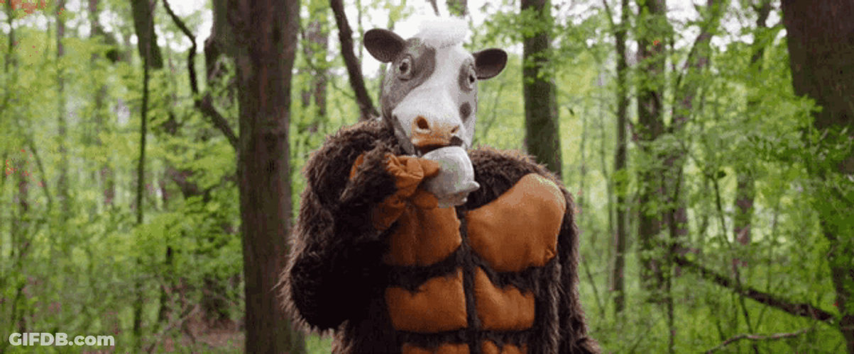 Cow Drinking Coffee GIF