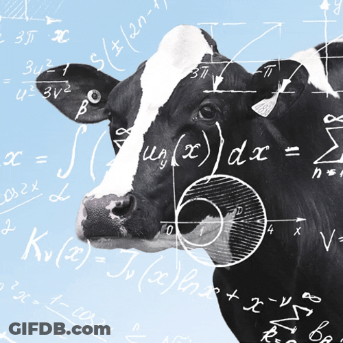 Cow Gets Confused Hangover Math GIF
