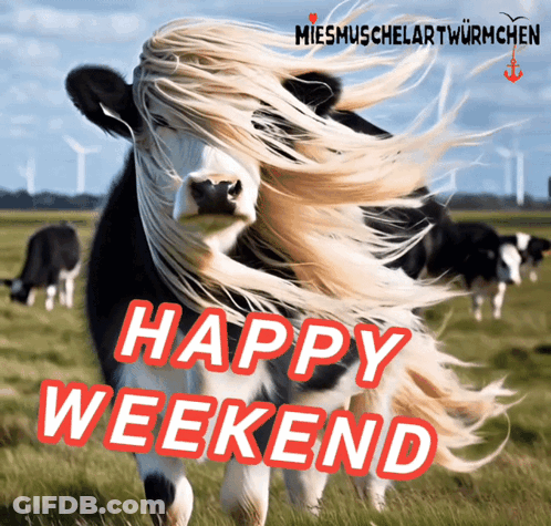 Cow Hair Blowing In Wind Happy Weekend GIF