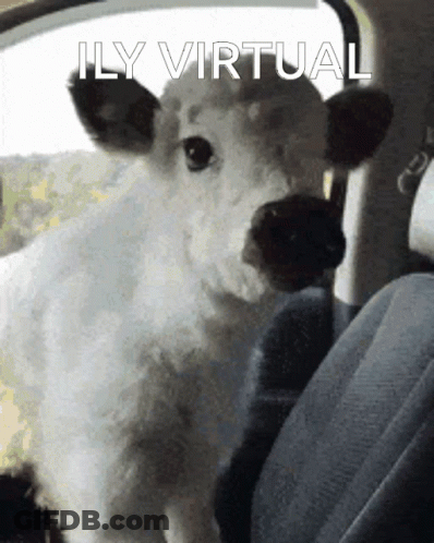 Cow In Back Seat Saying Ily Virtual GIF