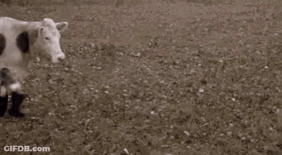 Cow In Boots GIF
