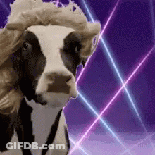 Cow In Cowboy Hat With Purple And Blue Background GIF