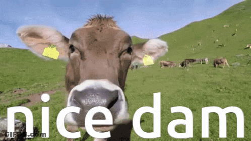 Cow In Grassy Field Saying Nice Dam GIF
