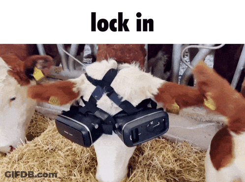 Cow In Harness And VR Glasses Says Lock In GIF