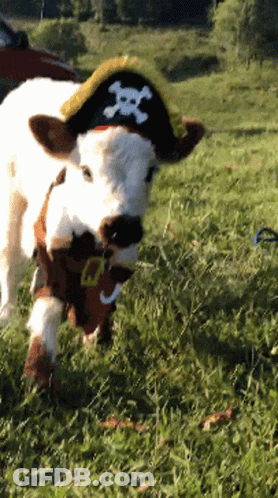 Cow In Pirate Hat With Skull And Crossbones In Grassy Field GIF