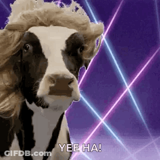 Cow In Wig And Crown On Neon Background GIF
