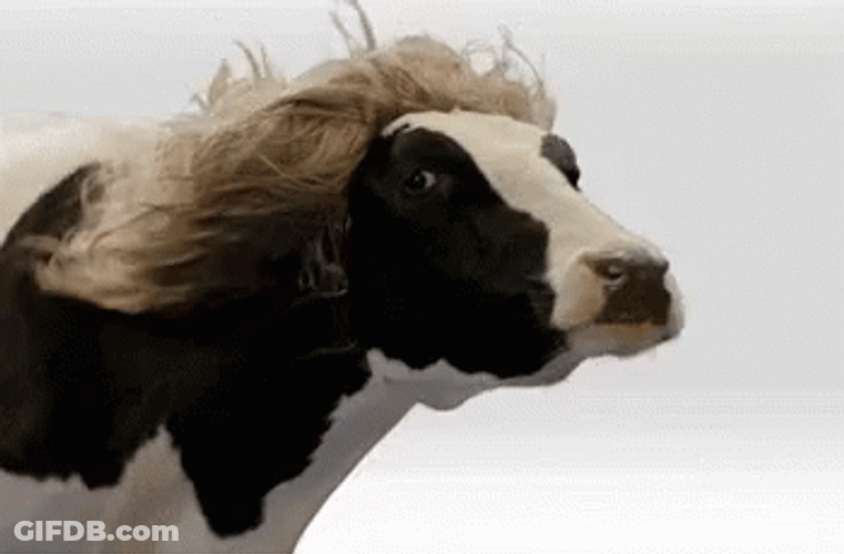 Cow In Wig Hair Turbulence GIF